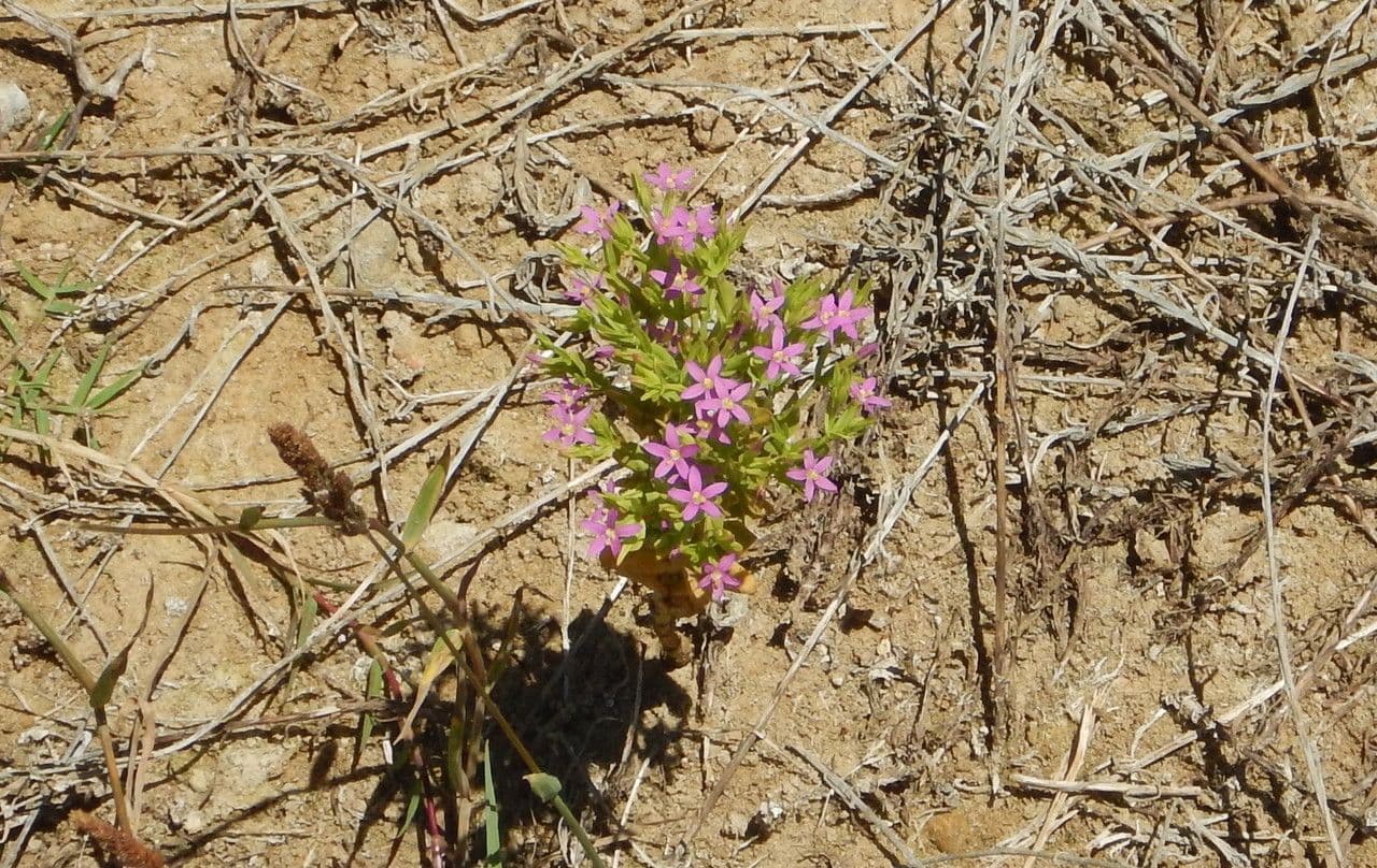 Centaurella tenuiflora 5