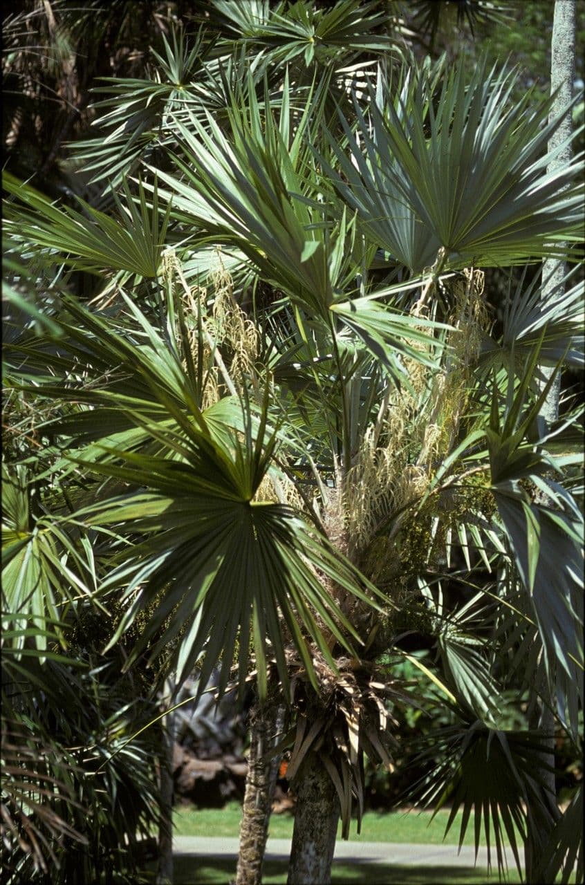 Thrinax 3