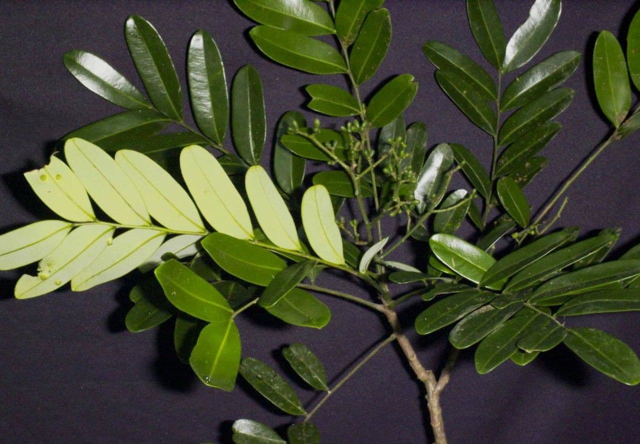 Simaruba amara 25