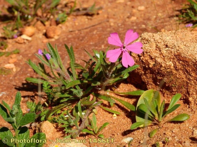 Silene 7