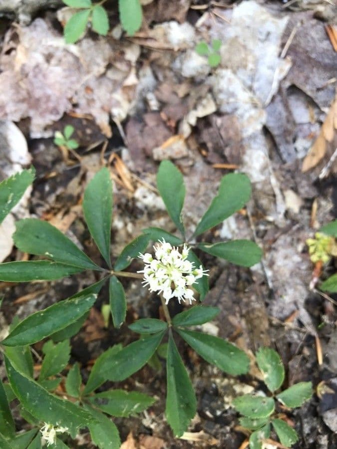 Panax trifolius 13
