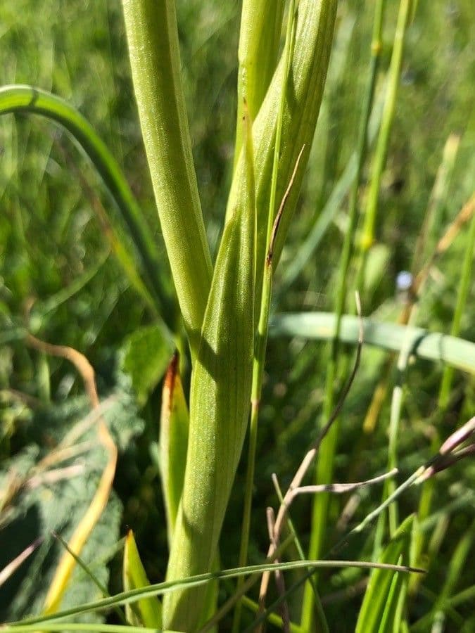 Orchis pyramidal 24