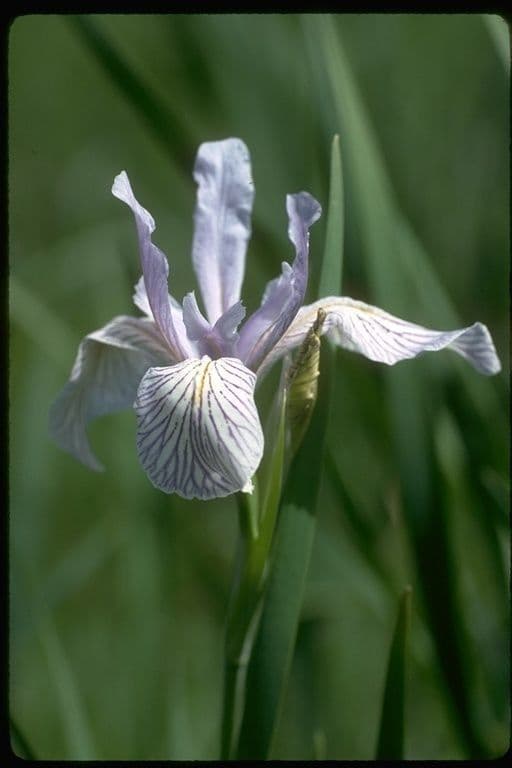 Iris 3