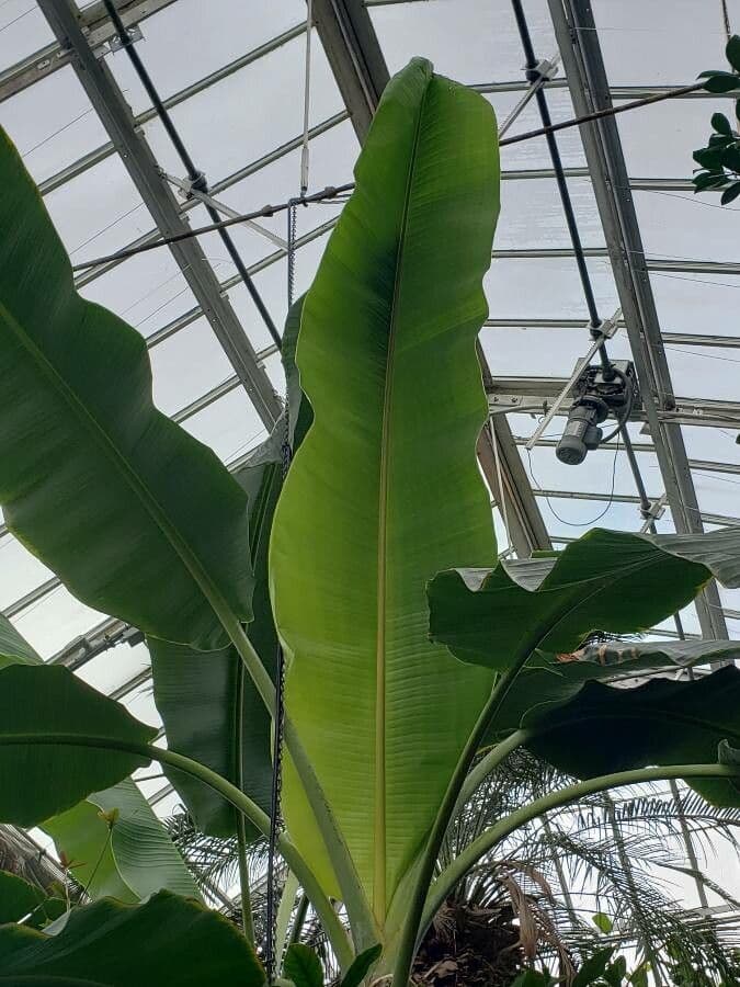 Plátano 19