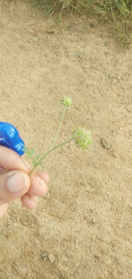 Salvastrella minore
