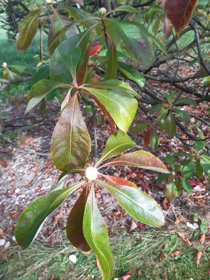 Franklinia 11