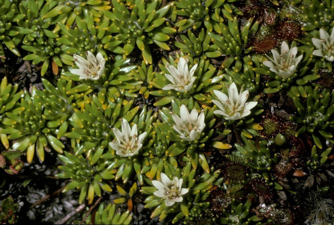 Donatia