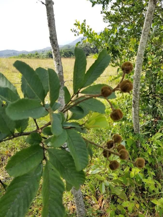 Cupania americká 3