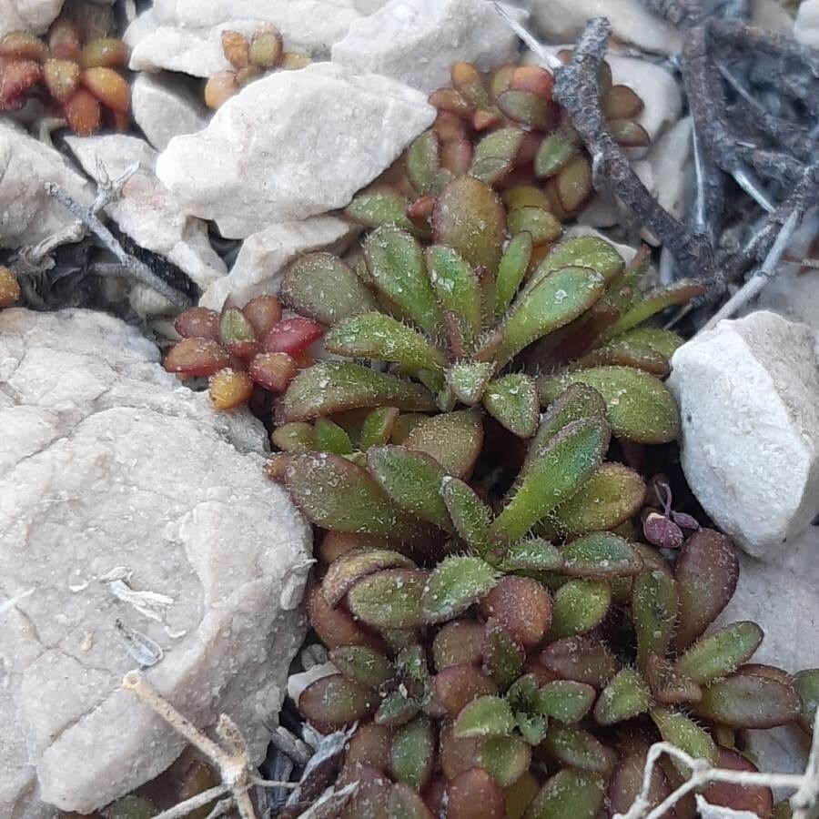 Silene sedoides 17