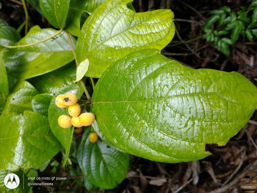 Cordia nodosa 14