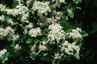 Photinia villosa 8