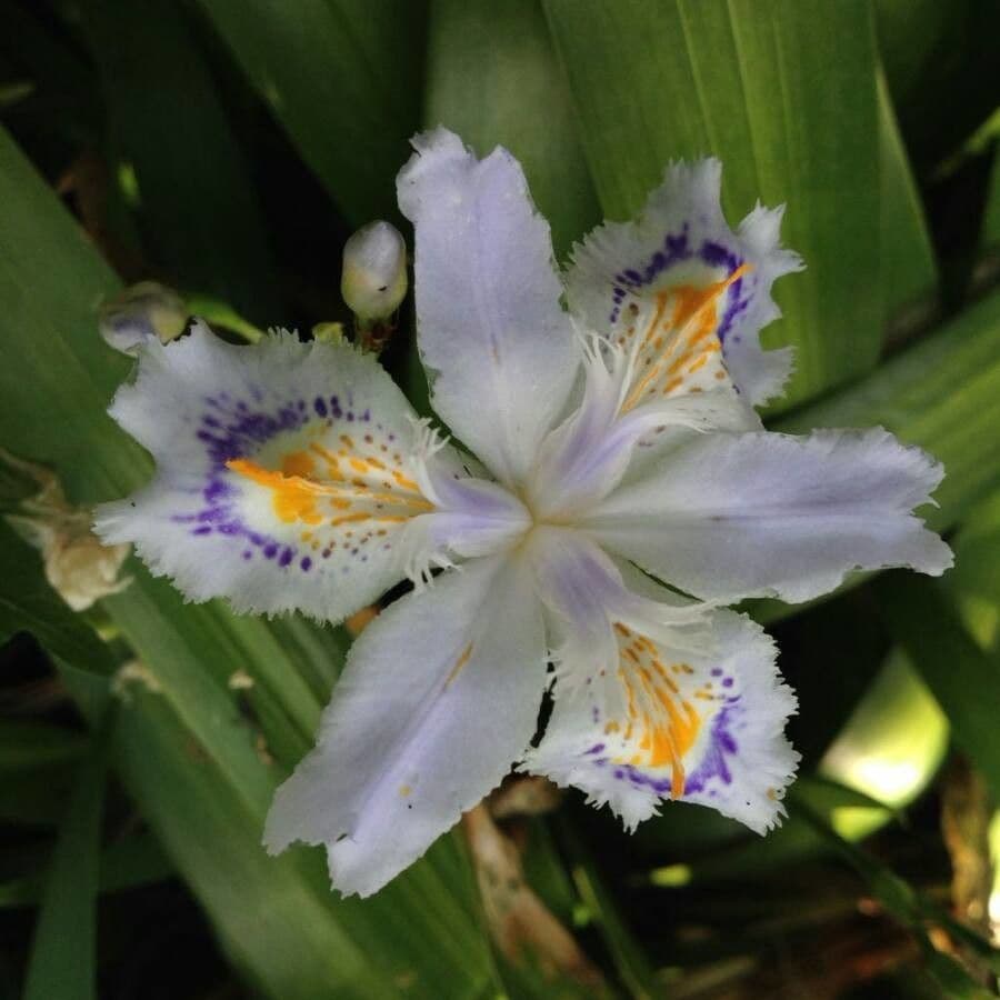 Iris japonés 5