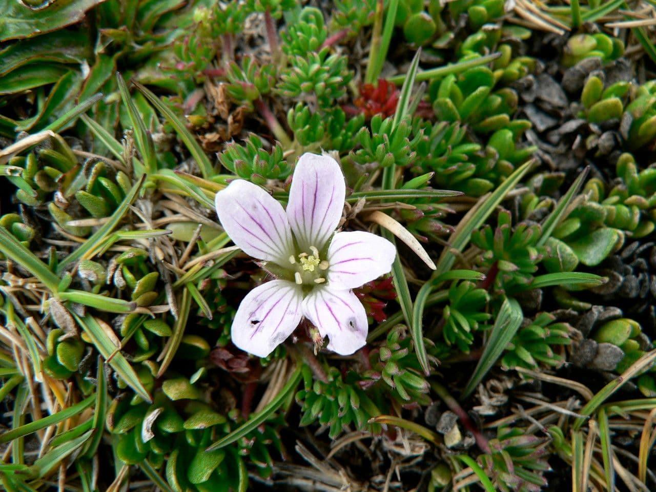 Storchschnabel 3