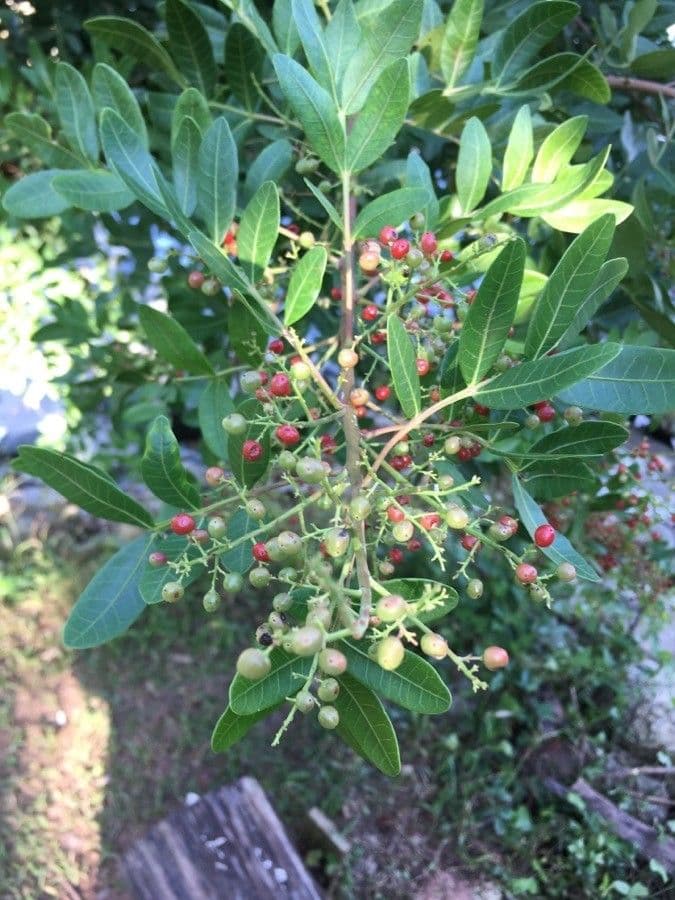 Brazilian peppertree