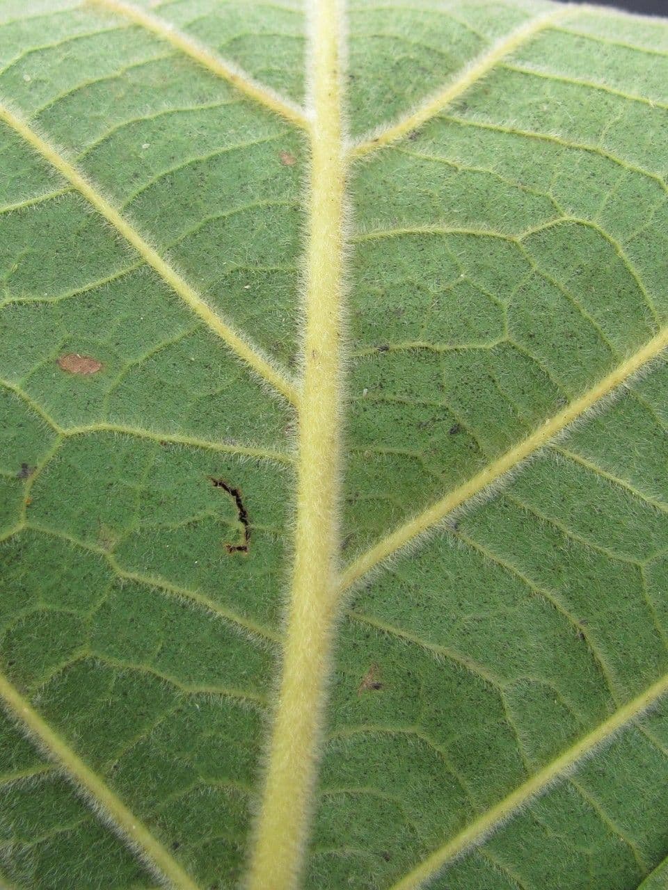 Ocotea 9