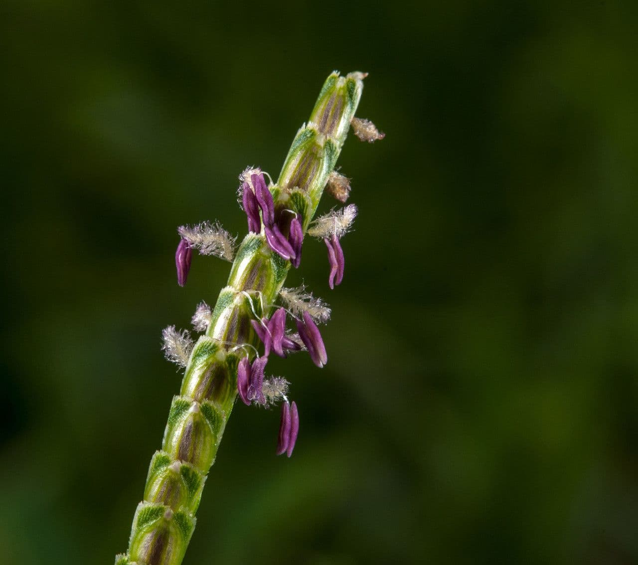 Eremochloa