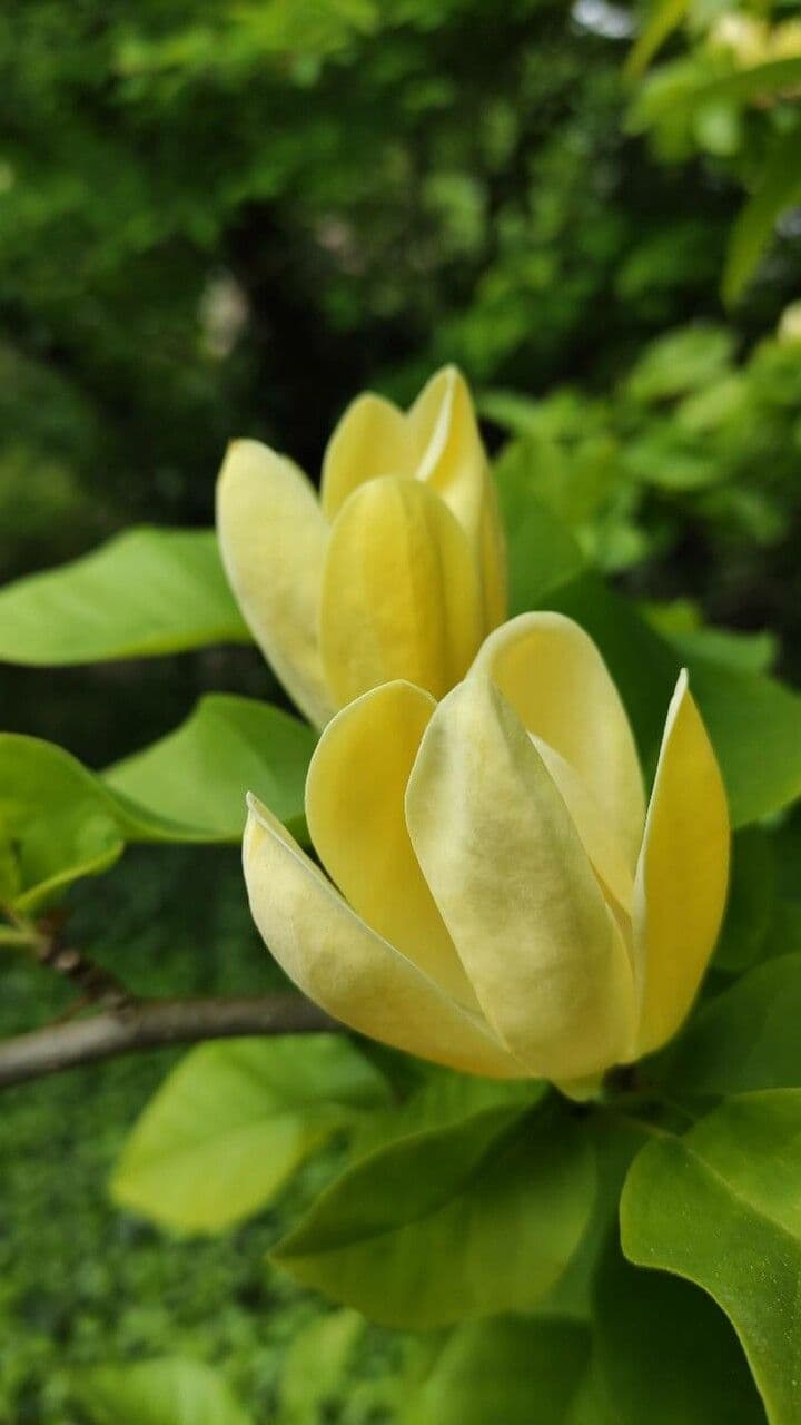 Magnolia acuminata 6