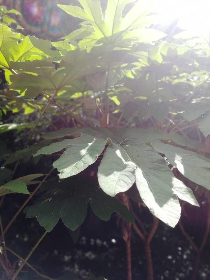 Tetrapanax papyrový 15