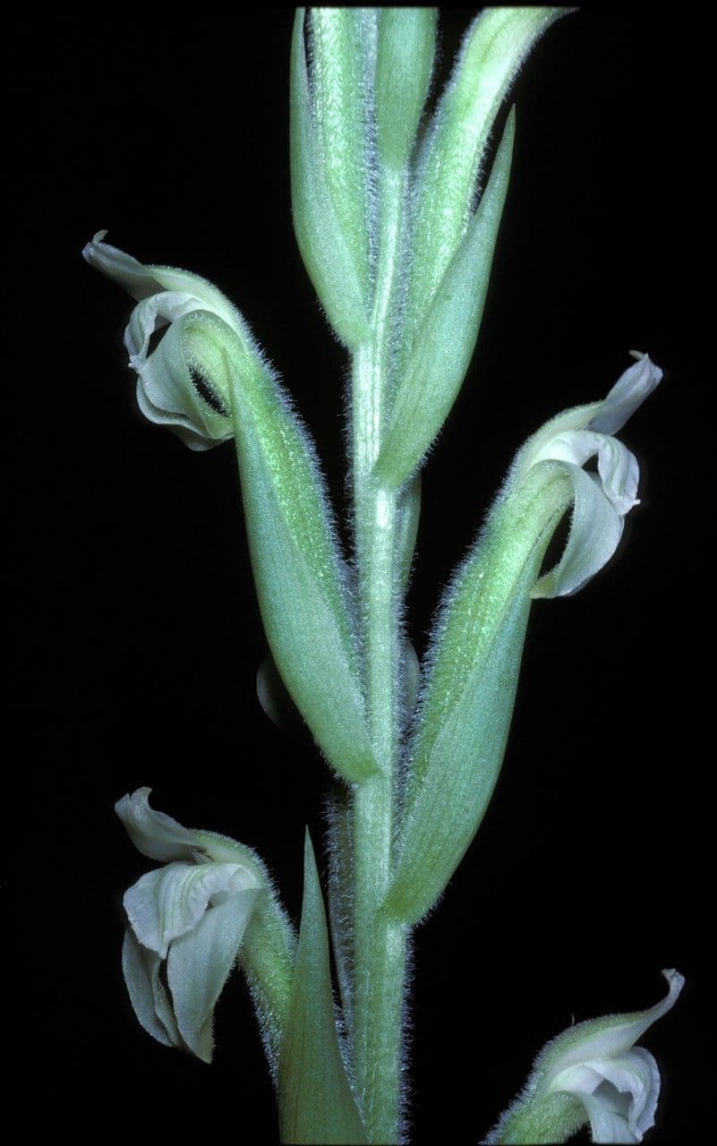 Sarcoglottis 3