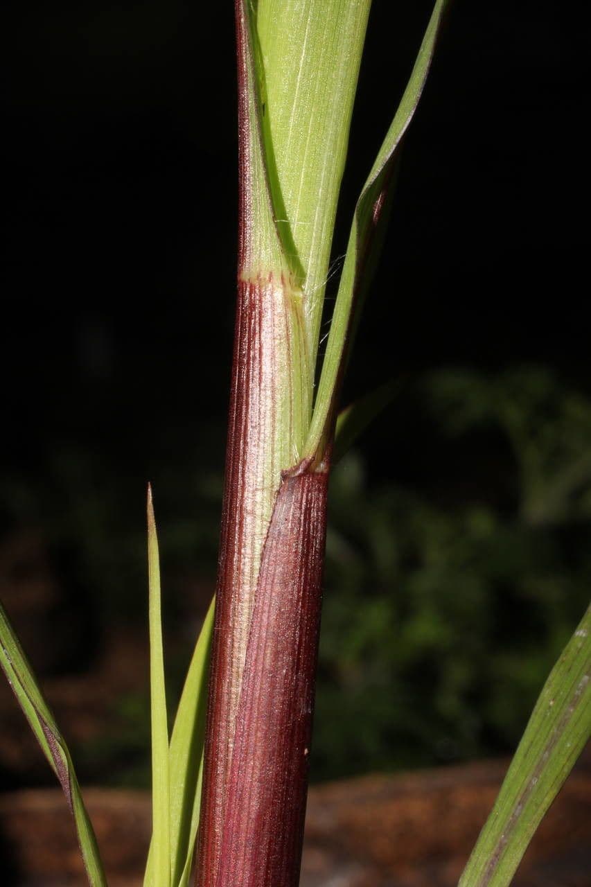 Perlhirse 19