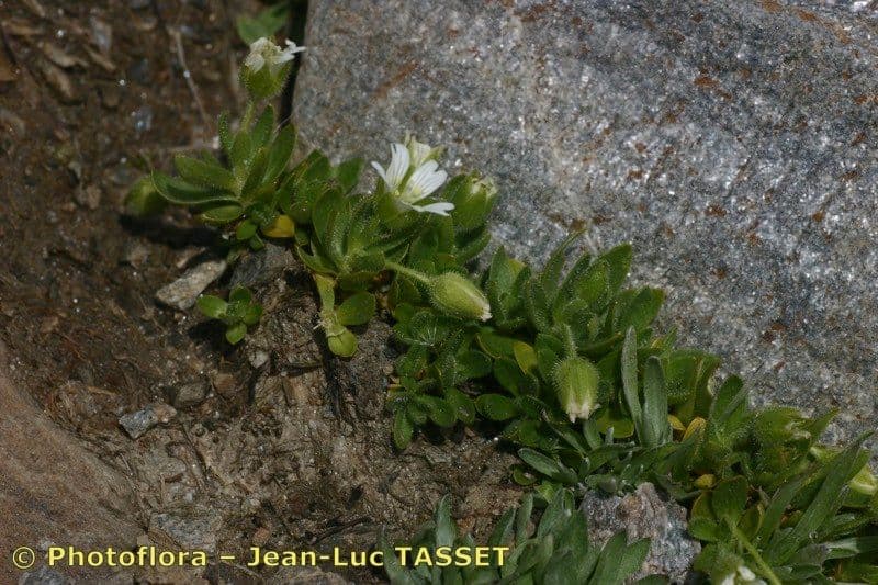 Cerastium 17