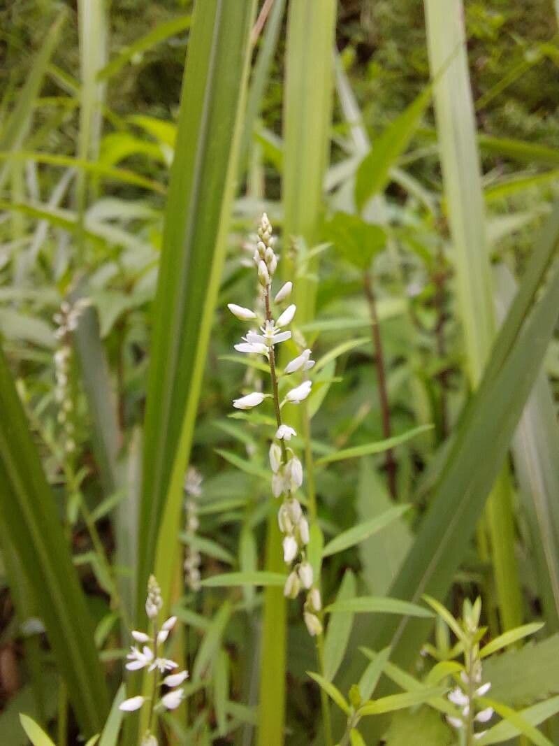 Poligala paniculata 12