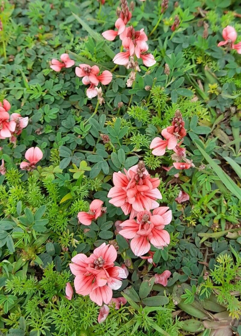 Indigofera 3