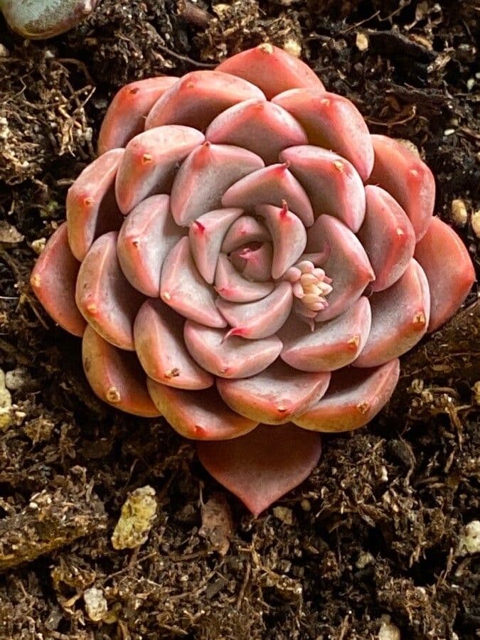 Echeveria 6