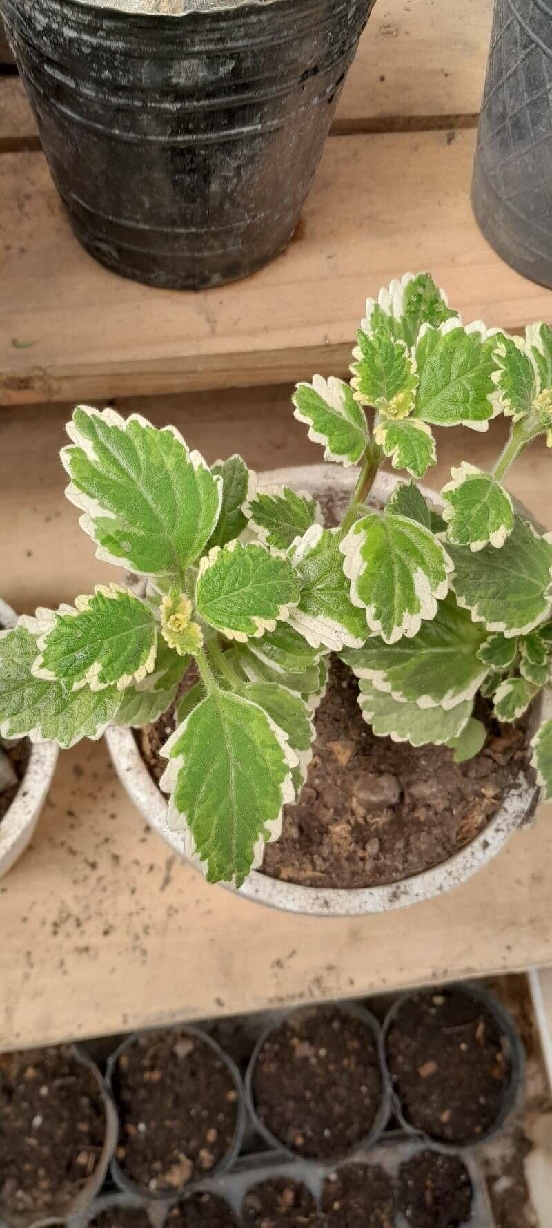 Coleus 11