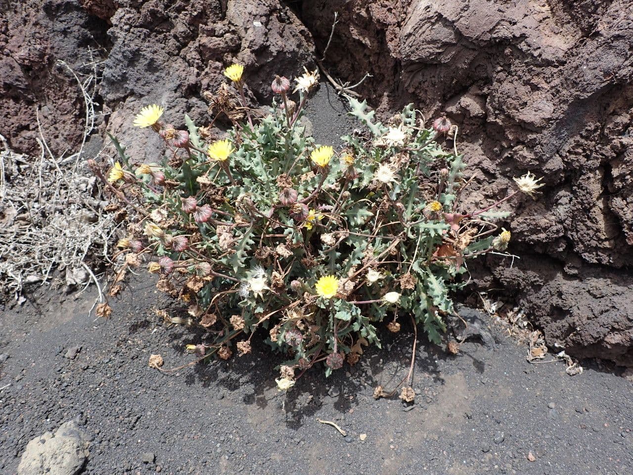 Reichardia 10