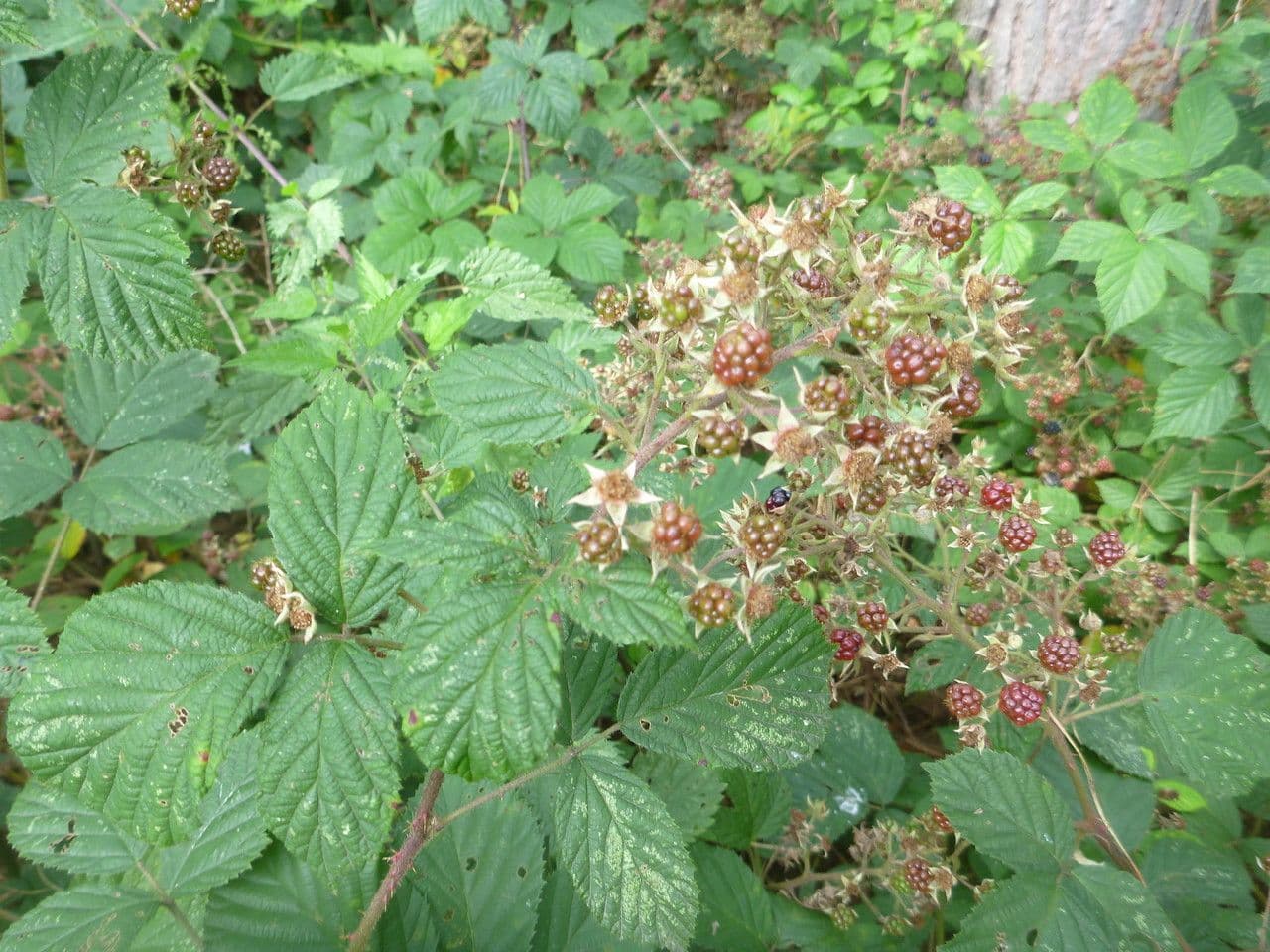 Rubus rudis 8