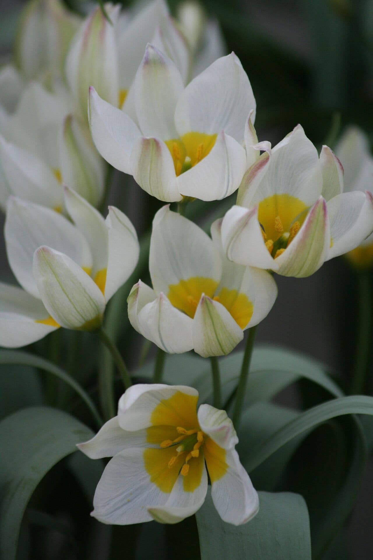 Tulipano bifloro 5