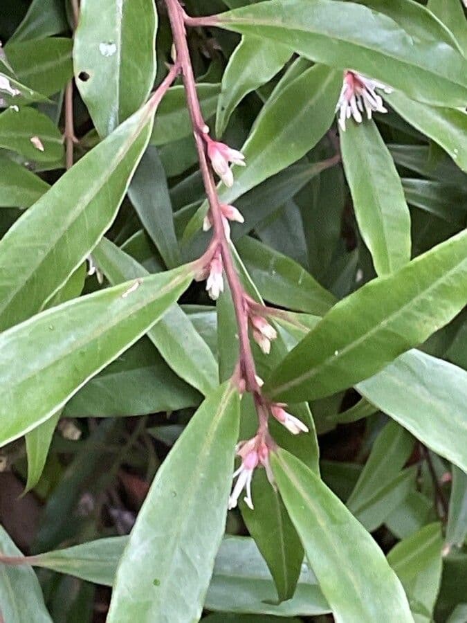 Sarcococca orientale 14