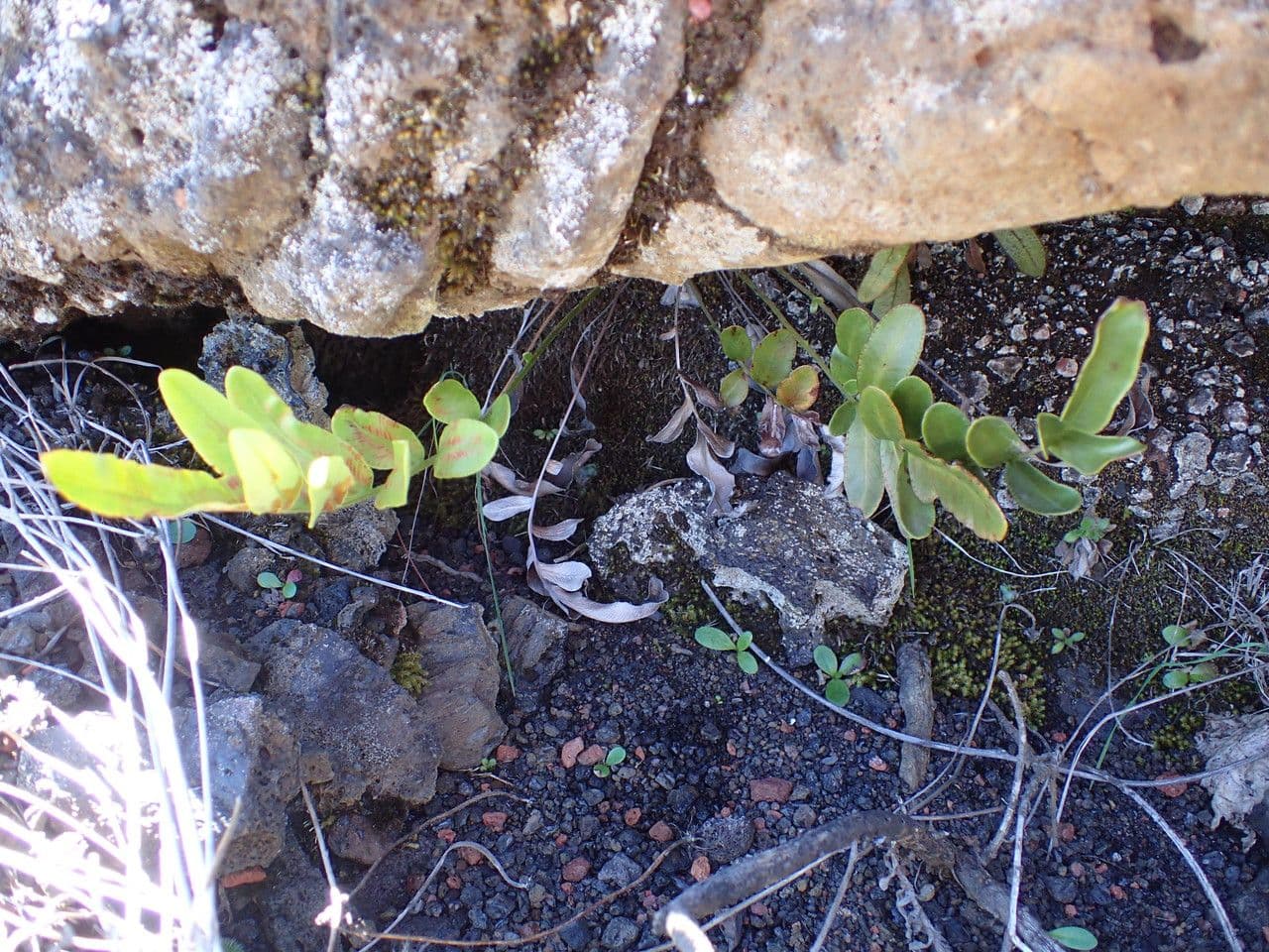 Blechnum 4