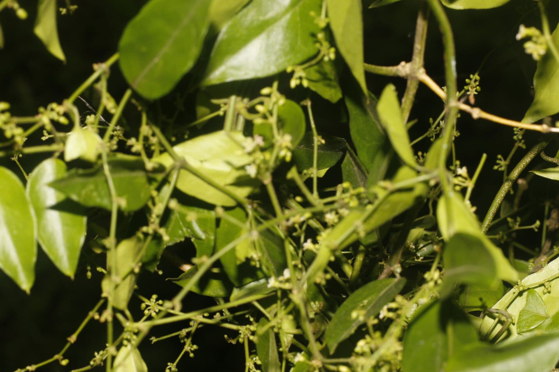 Tassadia 7