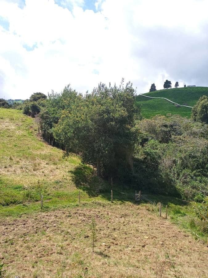 Grüne Wattle 8