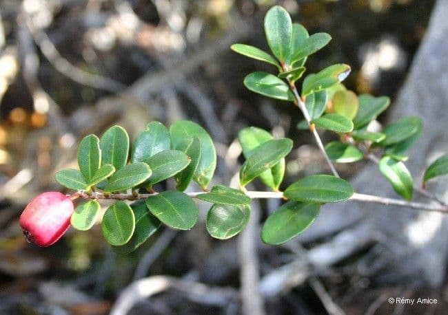 Syzygium 13