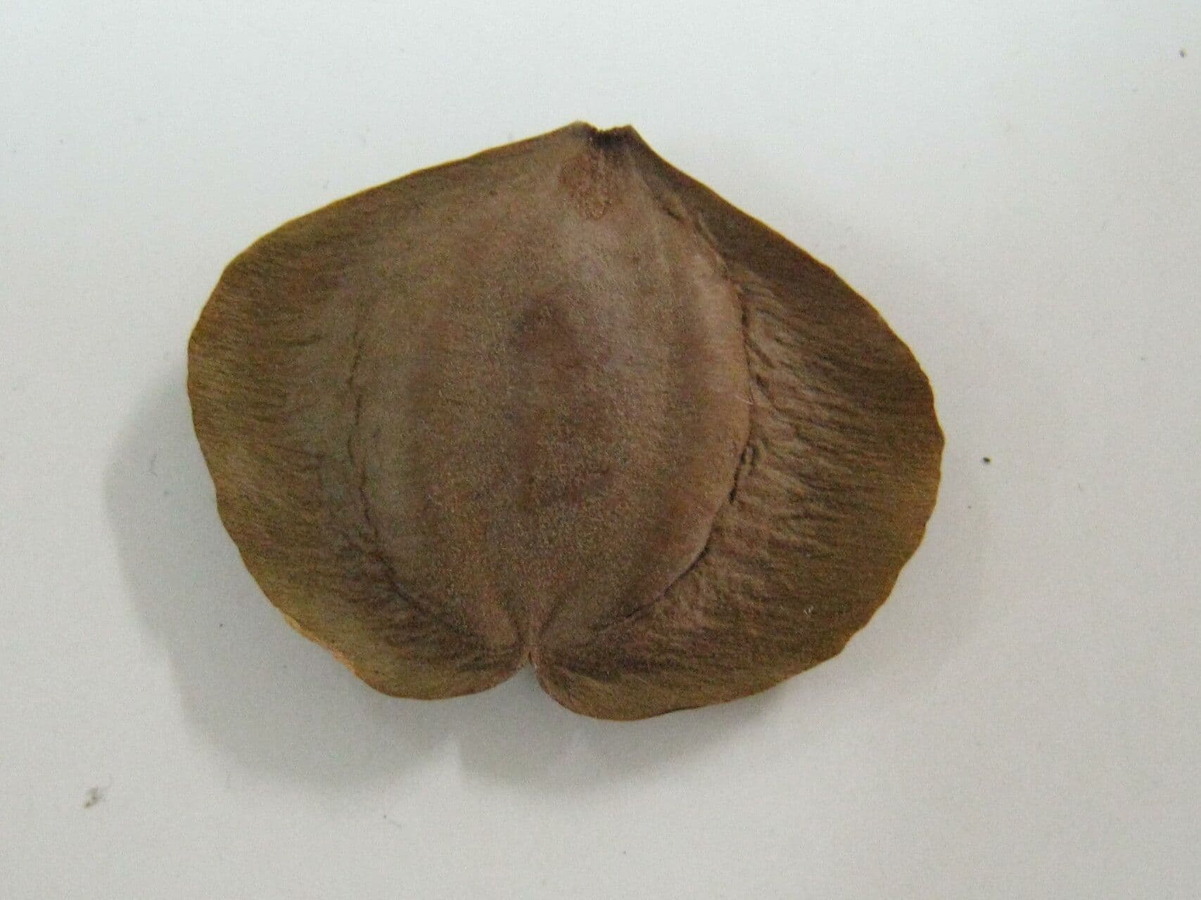 Terminalia 8