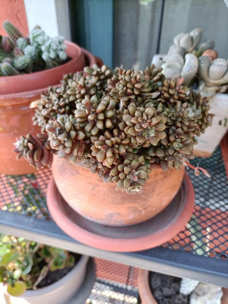 Anacampseros 7