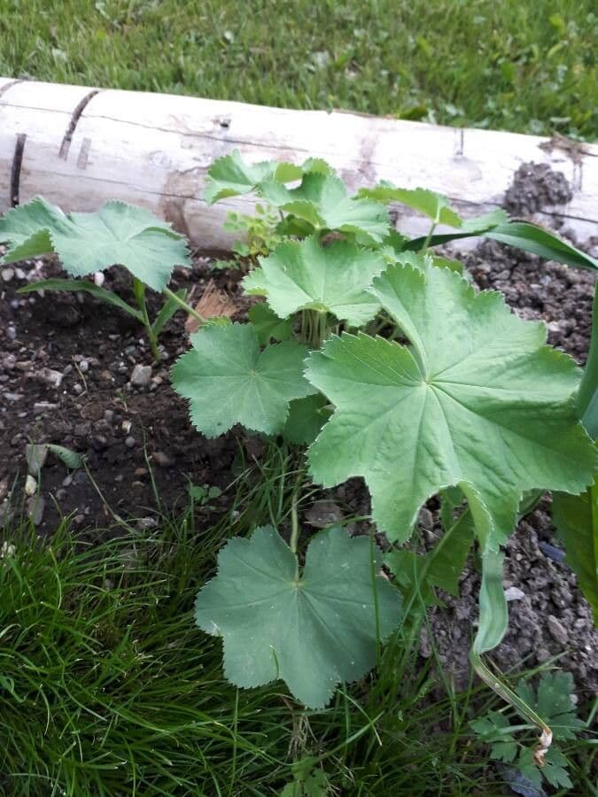 Alchemilla 12