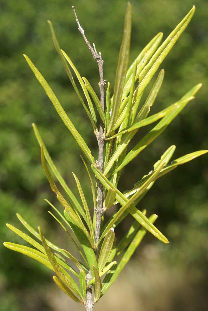 Malpighia 12