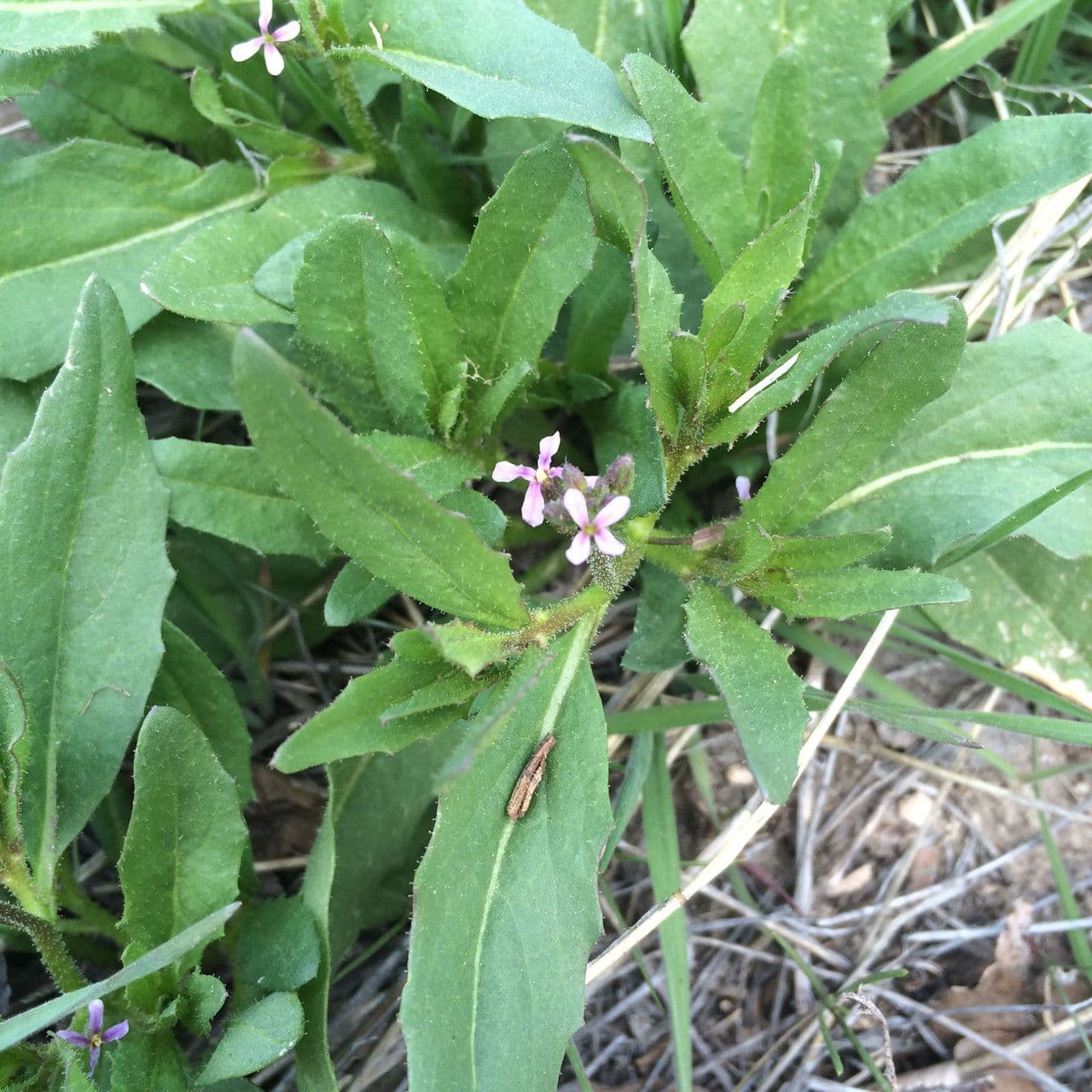 Chorispora 11