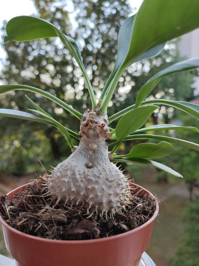 Pianta formica di Beccari 4