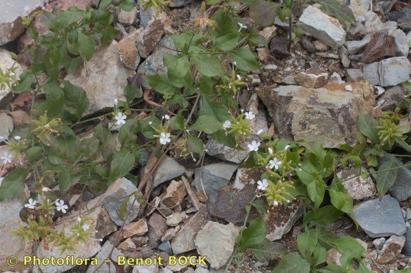 Plumbago zeylanica 24