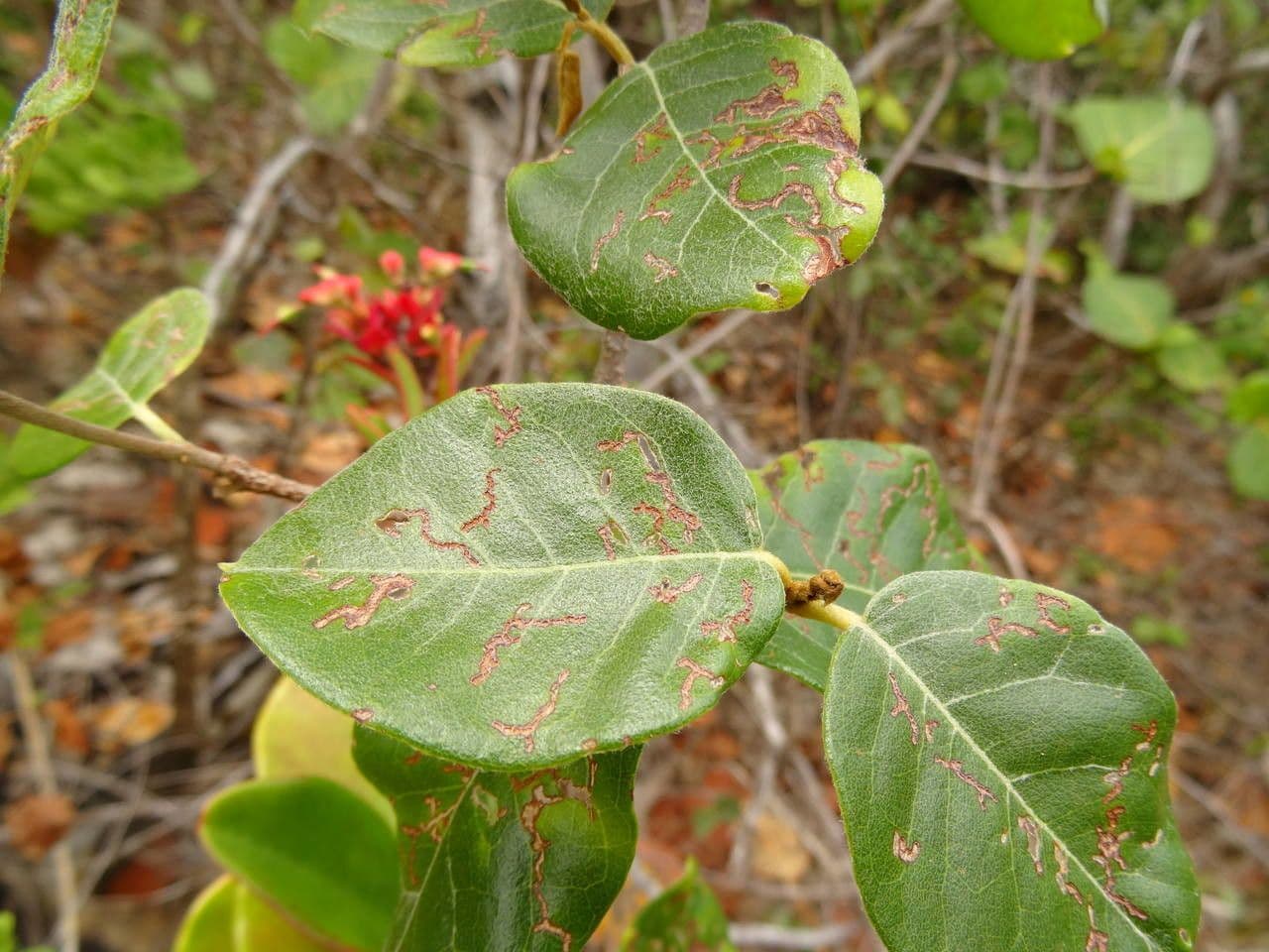 Stigmaphyllon 13