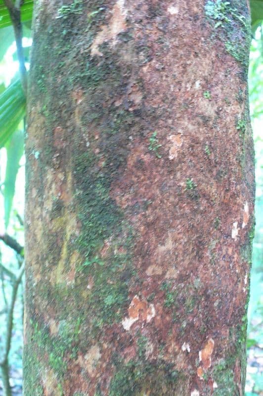 Ptychopetalum 2