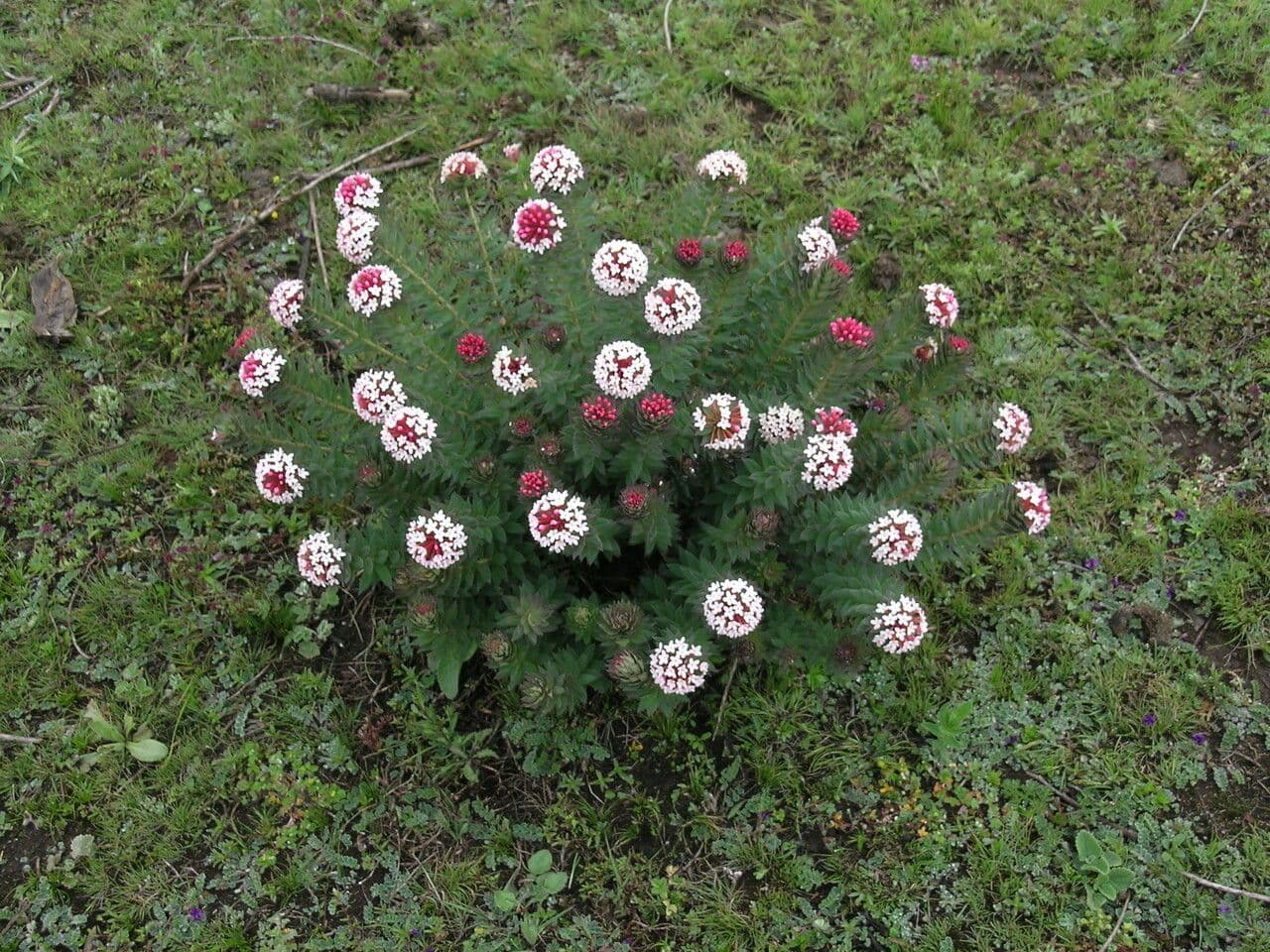 Stellera chamaejasme 7