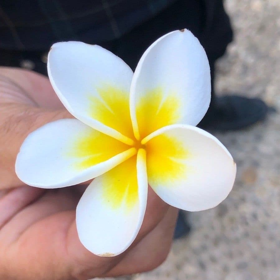 Algodoncillo blanco 30