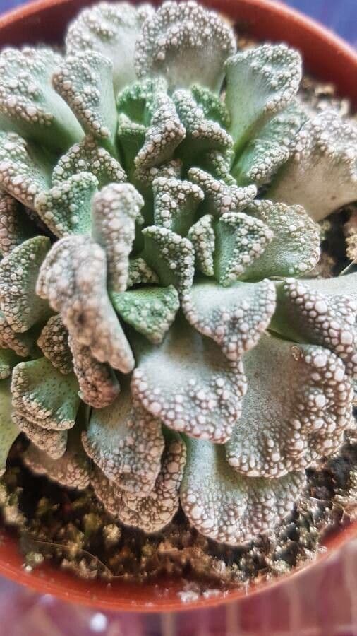 Titanopsis 13