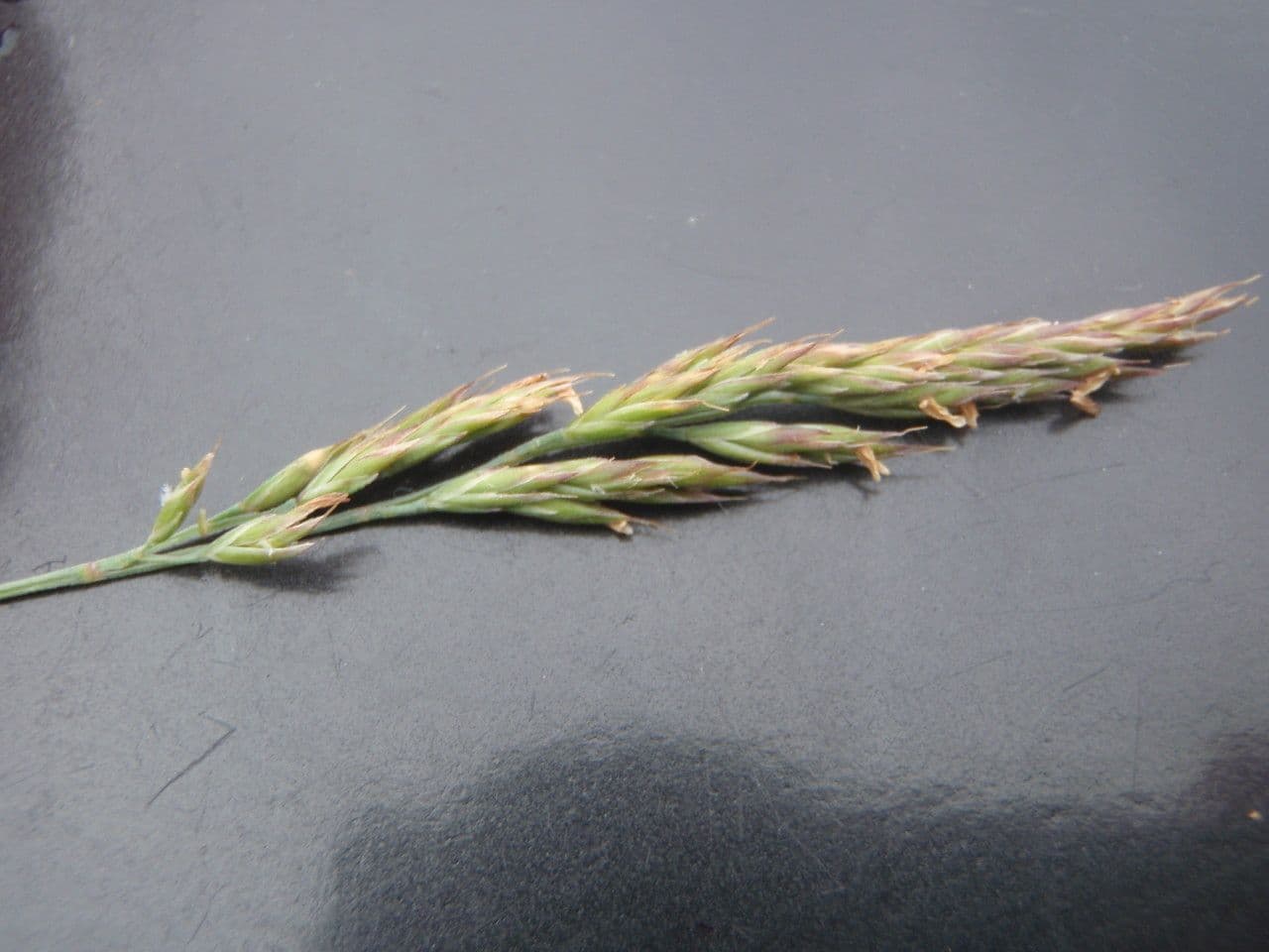 Festuca di Huon 11